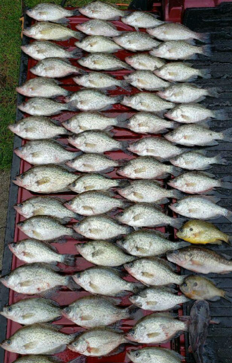 Lake Eufaula Crappie Fishing