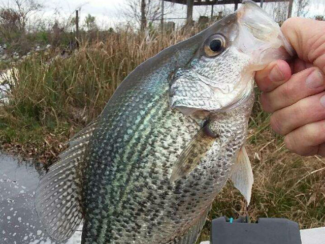 Lake Eufaula Crappie Fishing