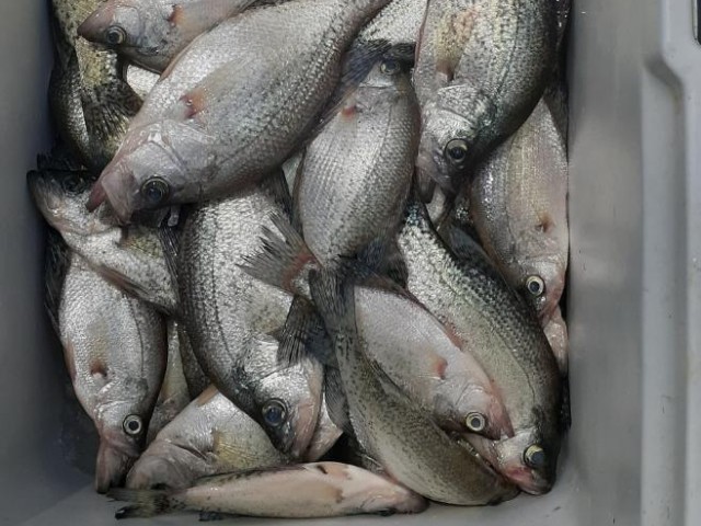 Lake Eufaula Crappie Fishing