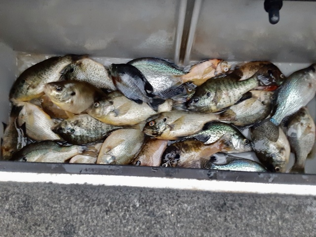 Lake Eufaula Crappie fishing