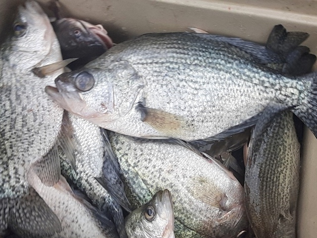 Lake Eufaula Crappie fishing