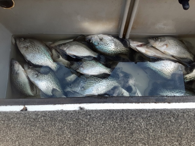 Lake Eufaula Crappie fishing