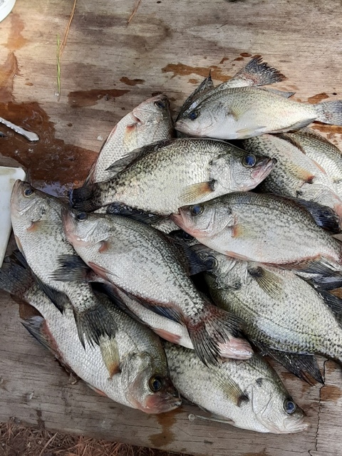 Crappie fishing on Lake Eufaula