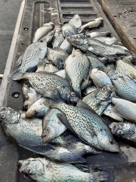 Lake Eufaula Crappie fishing