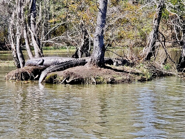 Lake Eufaula Bass fishing