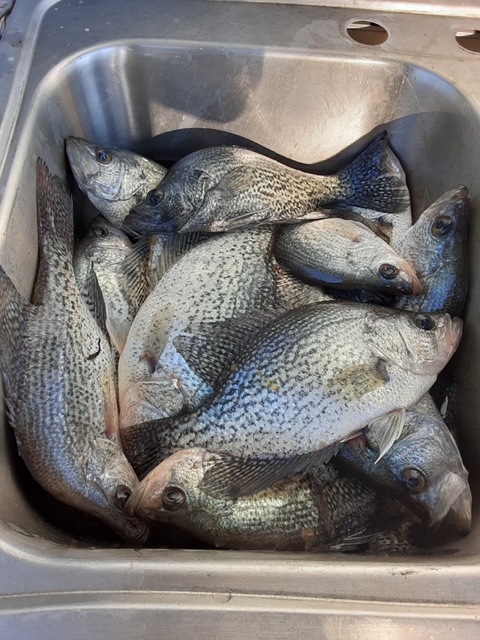 Lake Eufaula Crappie fishing