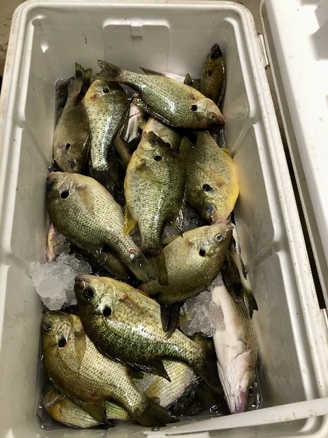 Lake Eufaula Crappie fishing