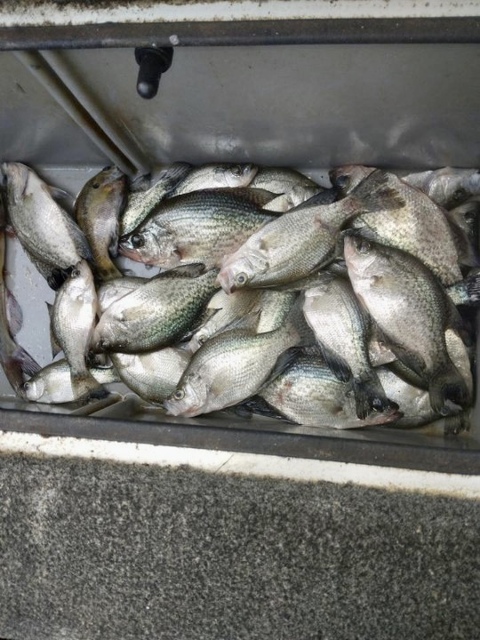 Lake Eufaula Crappie fishing