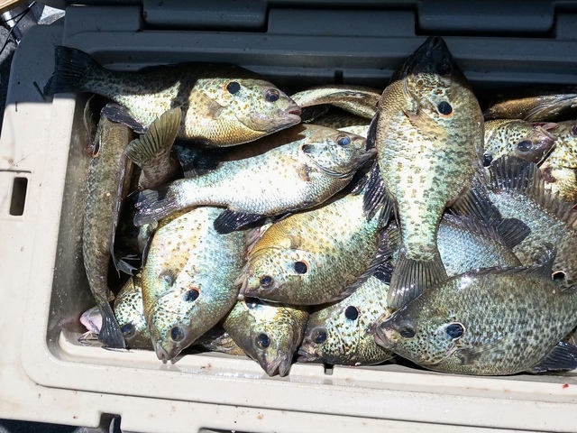 Lake Eufaula Crappie fishing