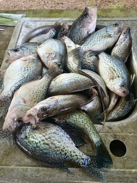 Lake Eufaula Crappie fishing