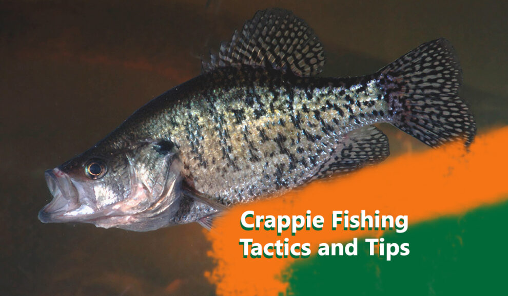 Crappie Fishing Tactics and Tips