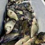 Lake Eufaula Crappie fishing