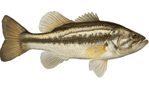Bass-Fish Bass Fish