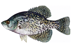 For-Crappie-Fish For Crappie