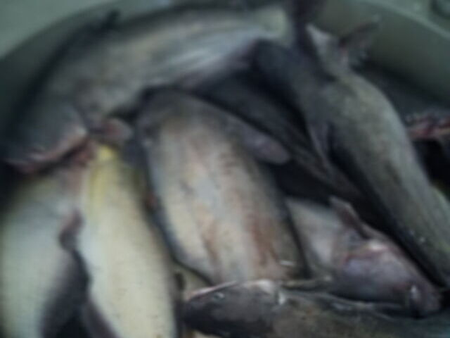 Lake Eufaula catfishing