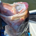 Lake Eufaula Bass fishing