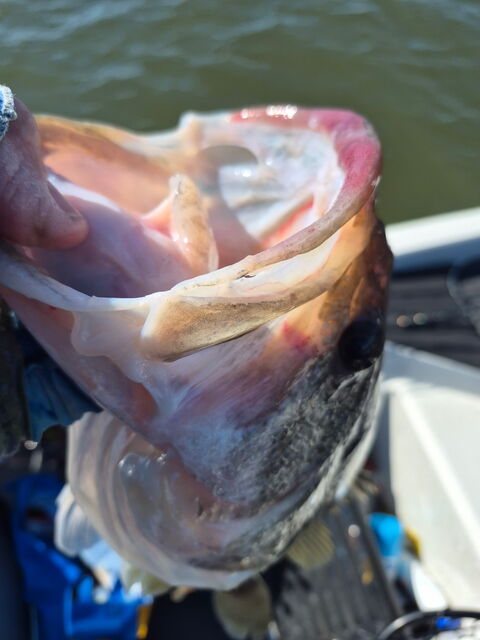 Lake Eufaula Bass fishing